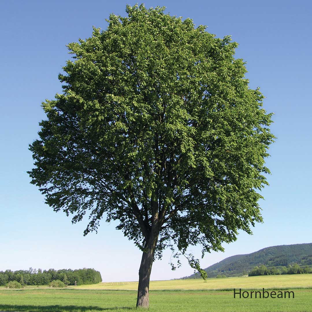 Larger Trees/ Mature Hedging