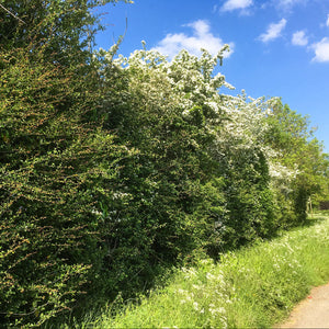 Mixed Thorn Hedging Pack - With Plant Protection